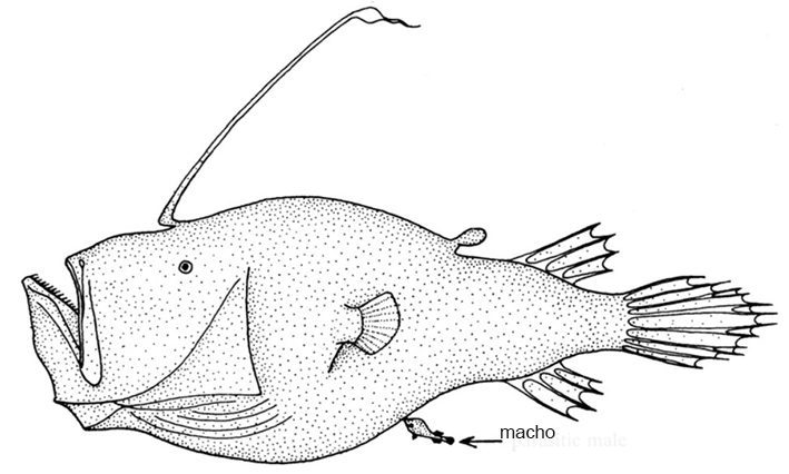 Cryptopsaras couesii_inicio.jpg